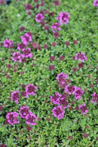 Thymus serpyllum 'Coccineus' Devil Mountain Wholesale Nursery